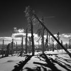 Licht und Schatten im Böhmerwald