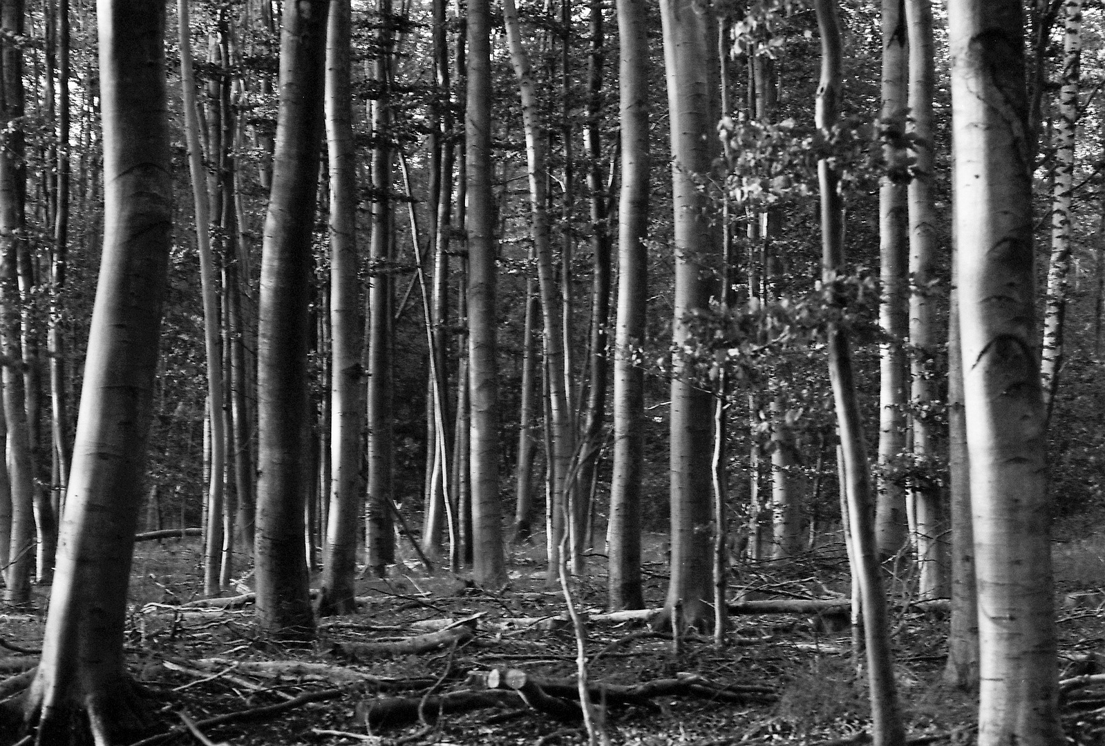 Licht und Schatten im Buchenwald