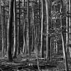 Licht und Schatten im Buchenwald