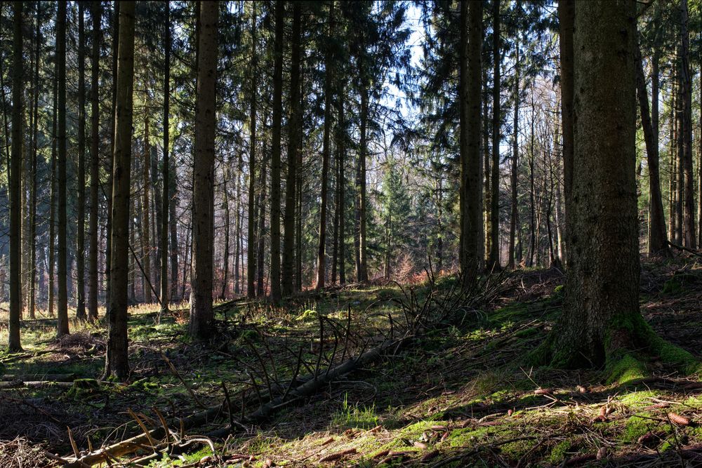 Licht und Schatten im Fichtenwald