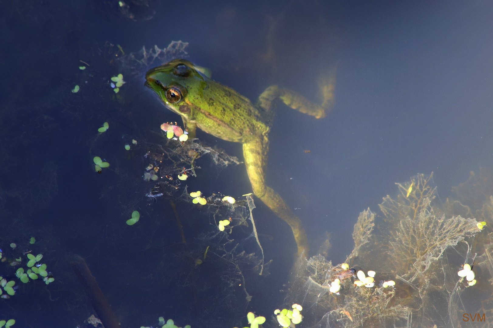 Licht und Schatten im Froschteich