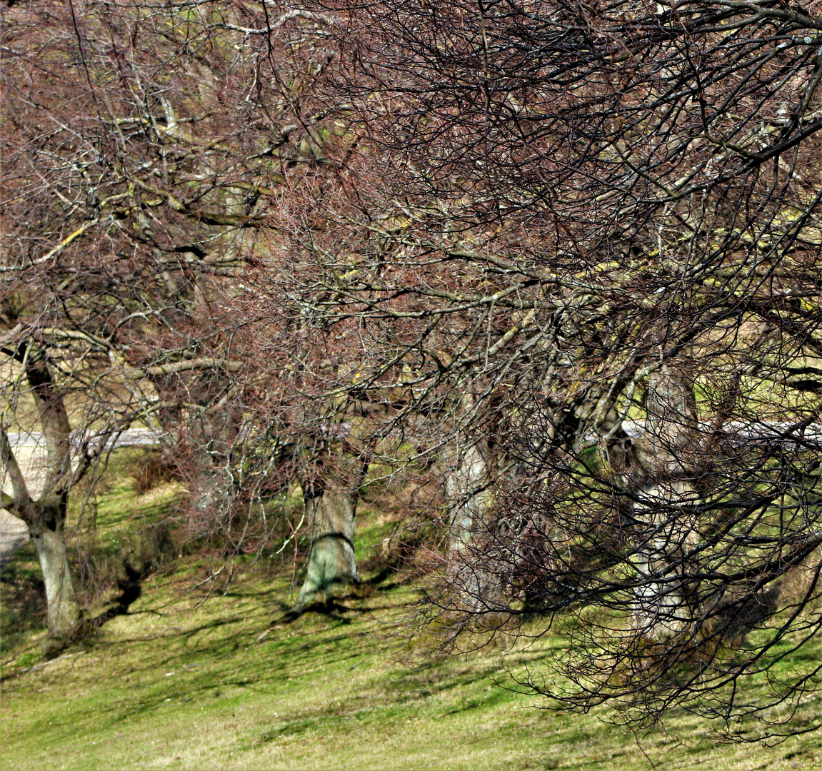 Licht und Schatten im Frühling ,