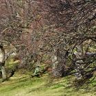 Licht und Schatten im Frühling ,