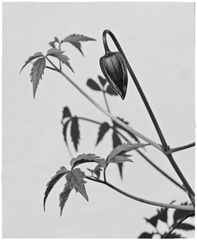 Licht und Schatten im Garten