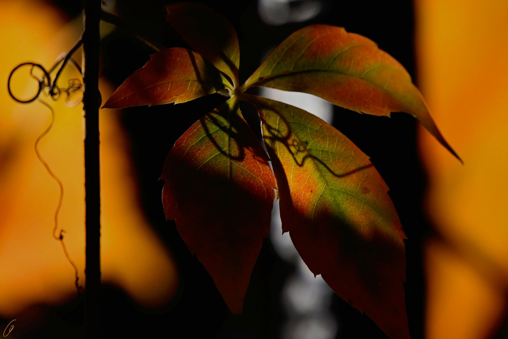 Licht und Schatten im Herbst