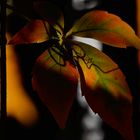 Licht und Schatten im Herbst