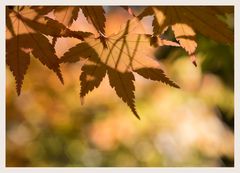 Licht und Schatten im Herbst