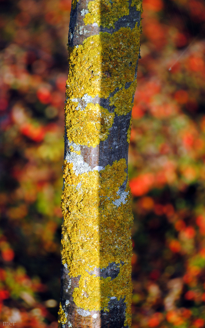 Licht und Schatten im Herbst