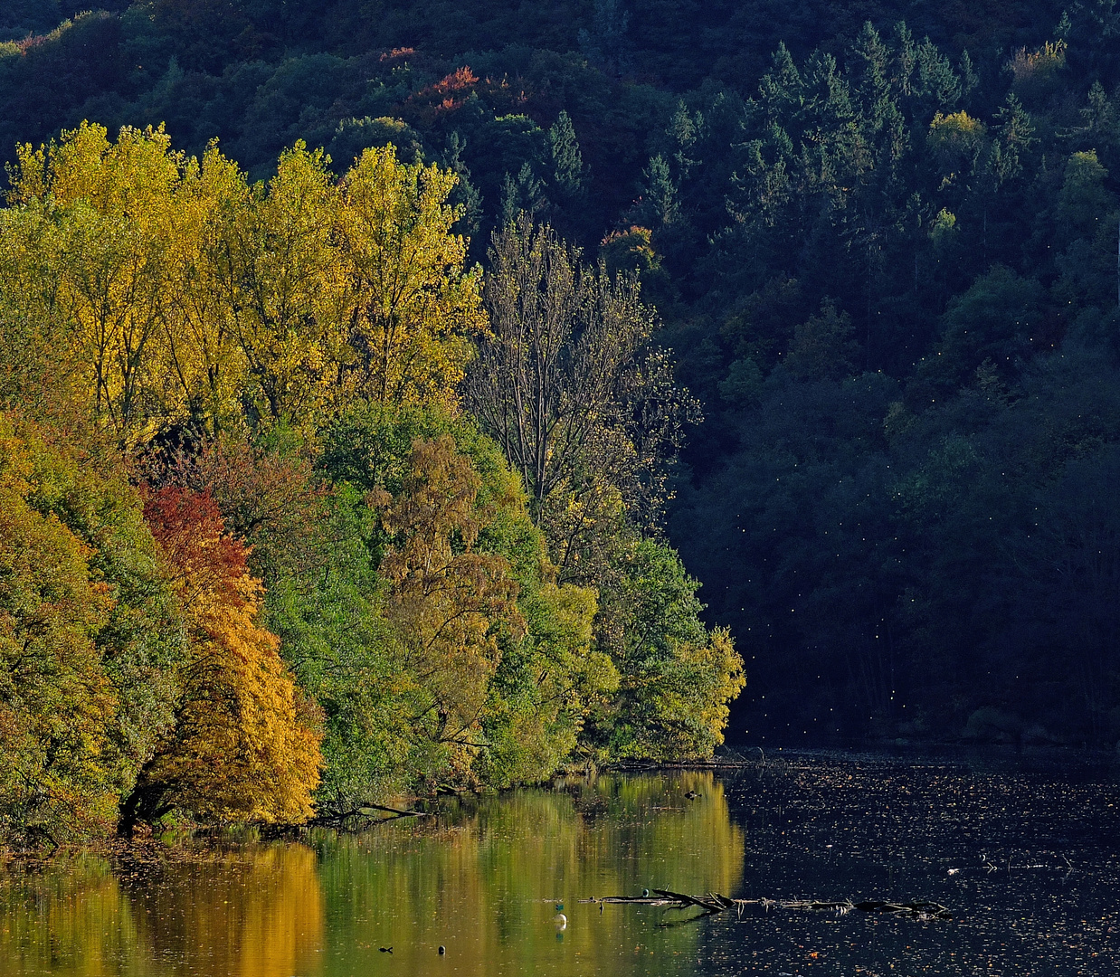 Licht und Schatten im herbstlichen Farbenspiel