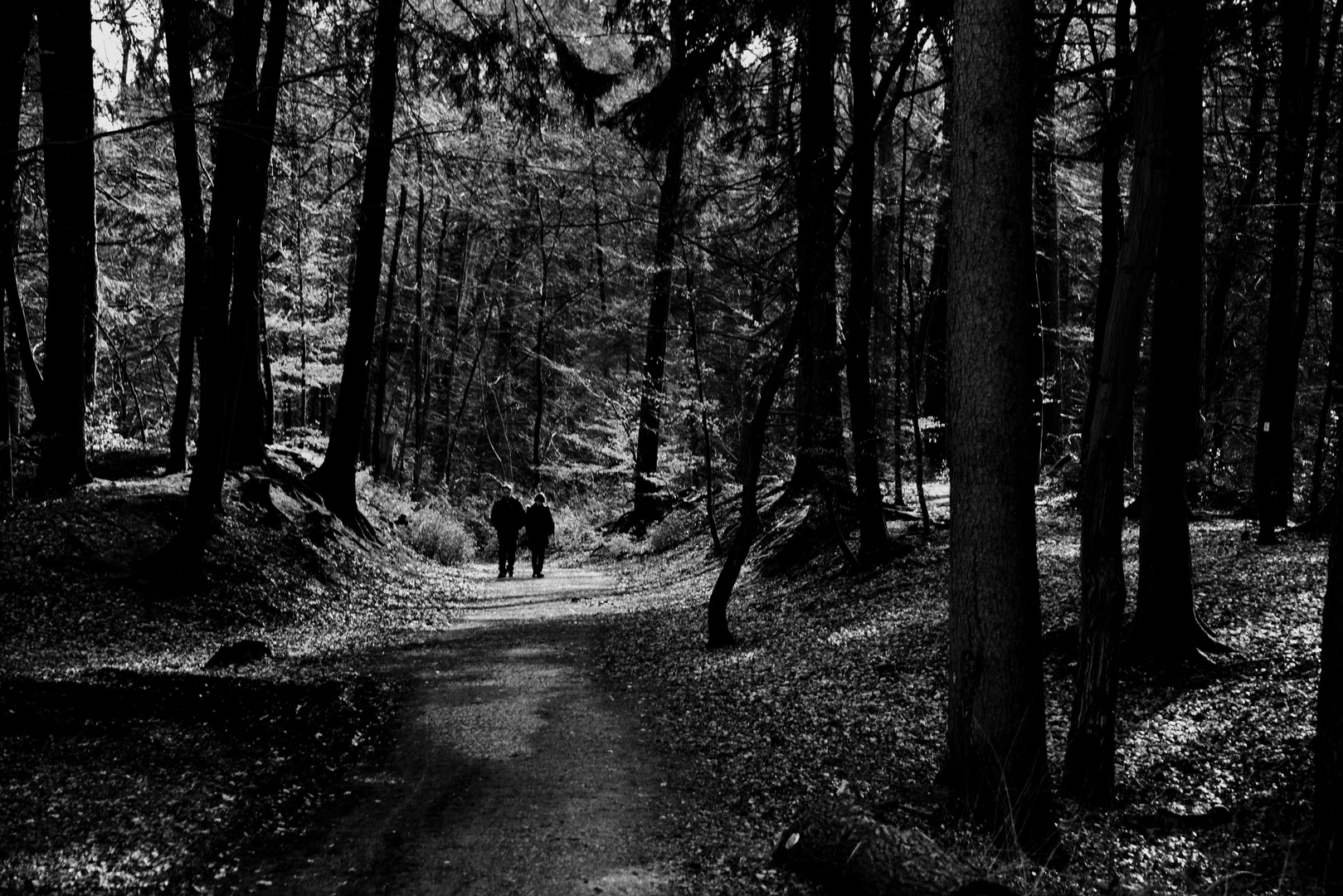 Licht und Schatten im Herbstwald