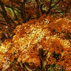 Licht und Schatten im Herbstwald