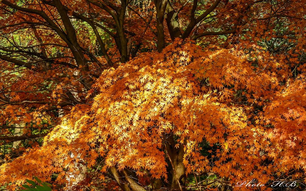 Licht und Schatten im Herbstwald