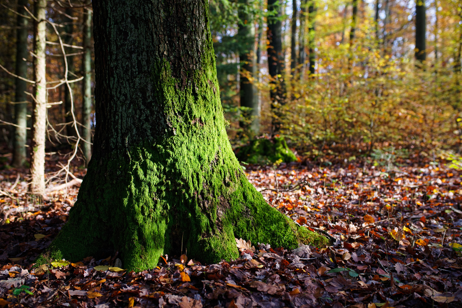 Licht und Schatten im Herbstwald