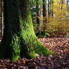 Licht und Schatten im Herbstwald