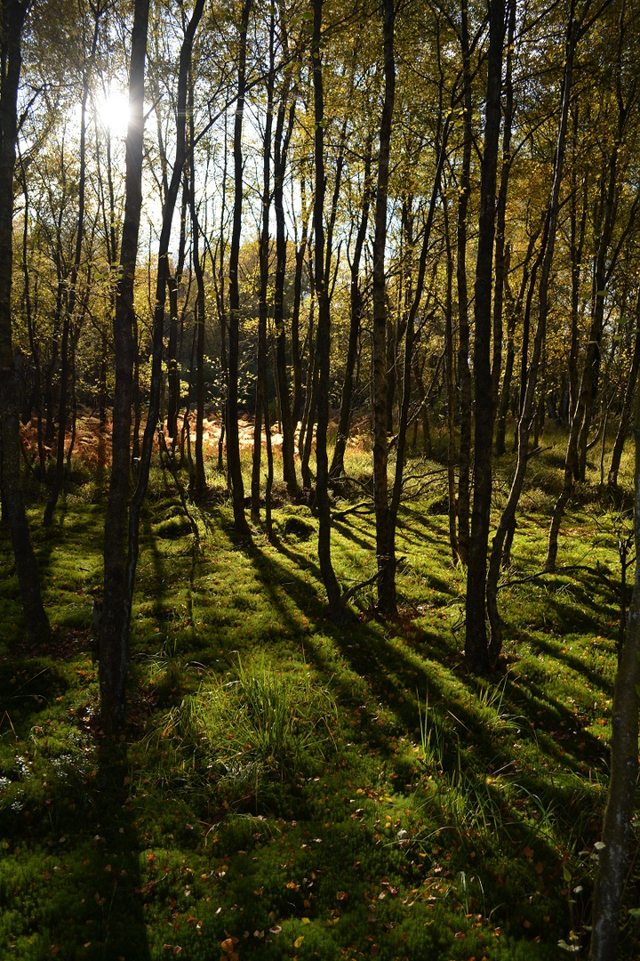 Licht und Schatten im hohen Venn