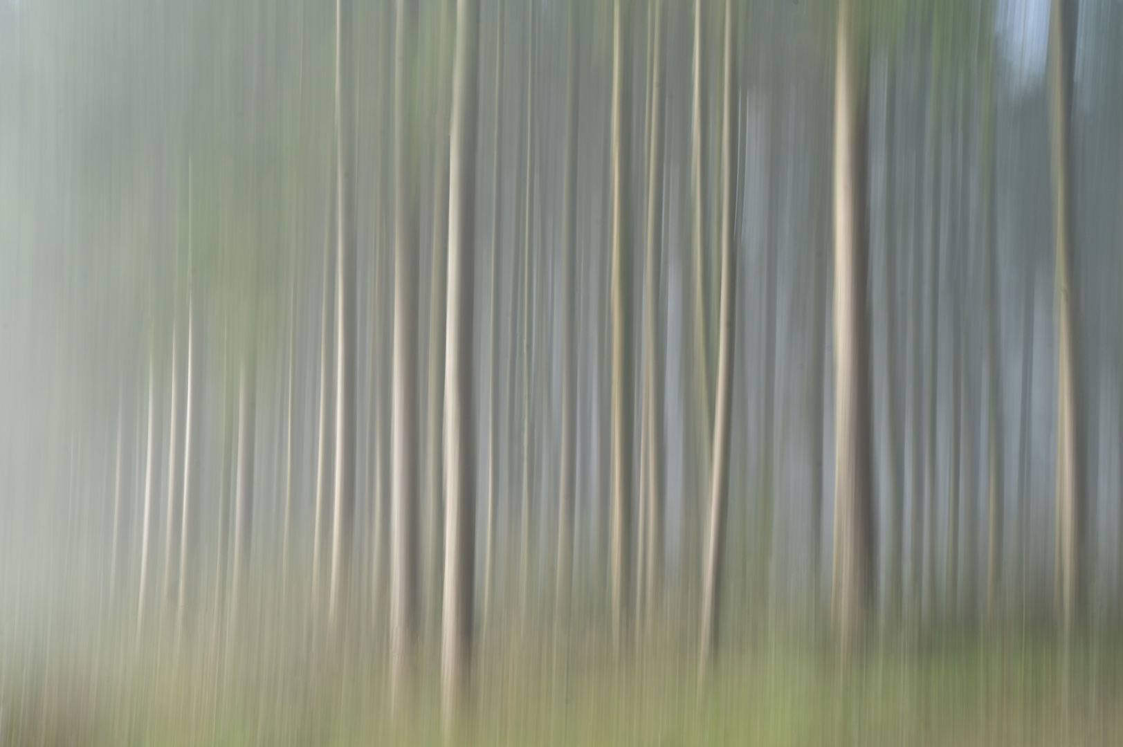 Licht und Schatten im morgentlichen Kiefernwald