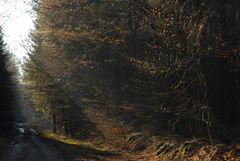 Licht und Schatten im Sachsenwald