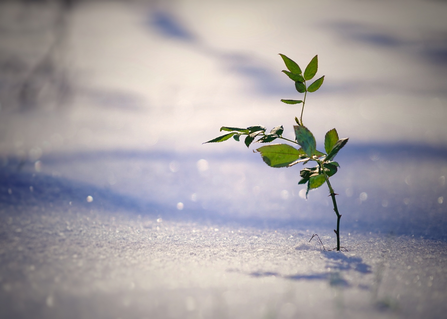 Licht und Schatten im Schnee 