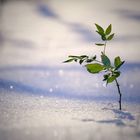 Licht und Schatten im Schnee 