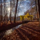 Licht und Schatten im Siebentischwald