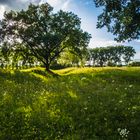 Licht und Schatten im Sommer