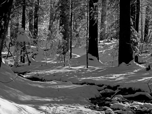 Licht und Schatten im tiefen Wald ...
