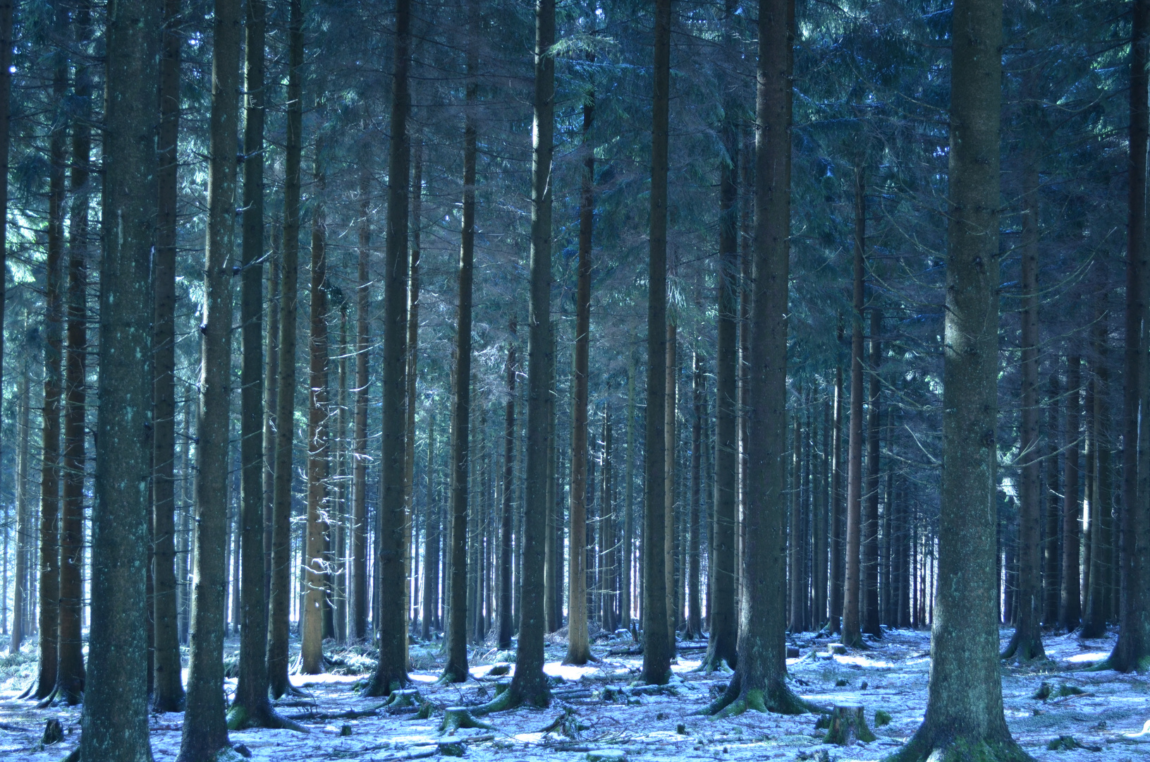 Licht und Schatten im Wald