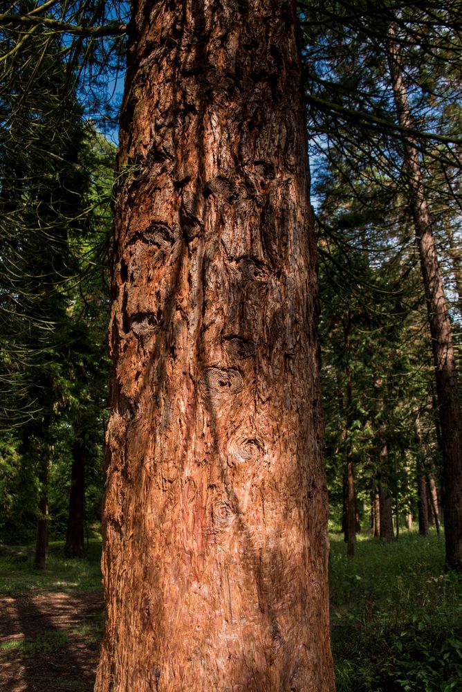 Licht und Schatten im Wald