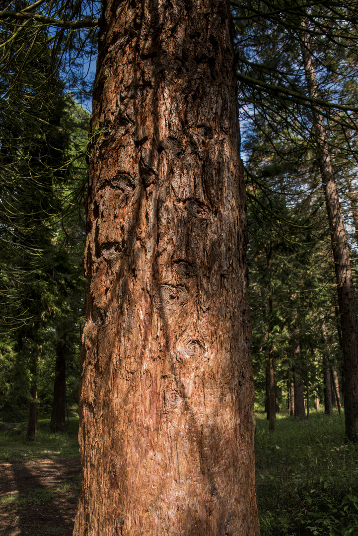 Licht und Schatten im Wald