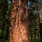 Licht und Schatten im Wald