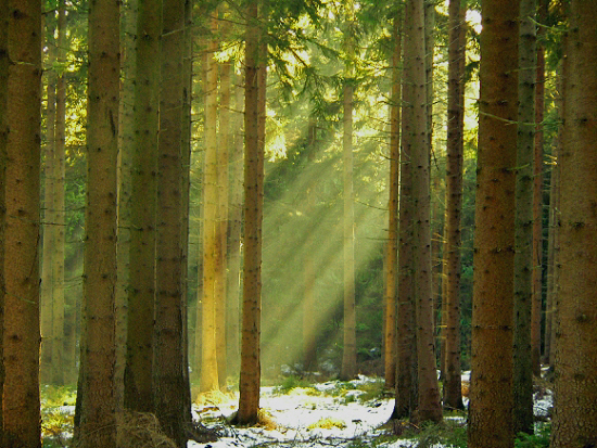 licht und schatten im wald