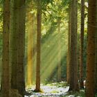 licht und schatten im wald