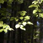 Licht und Schatten im Wald