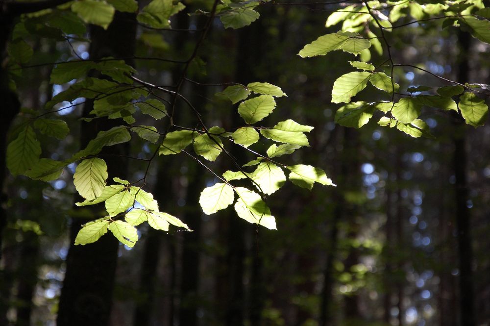 Licht und Schatten im Wald