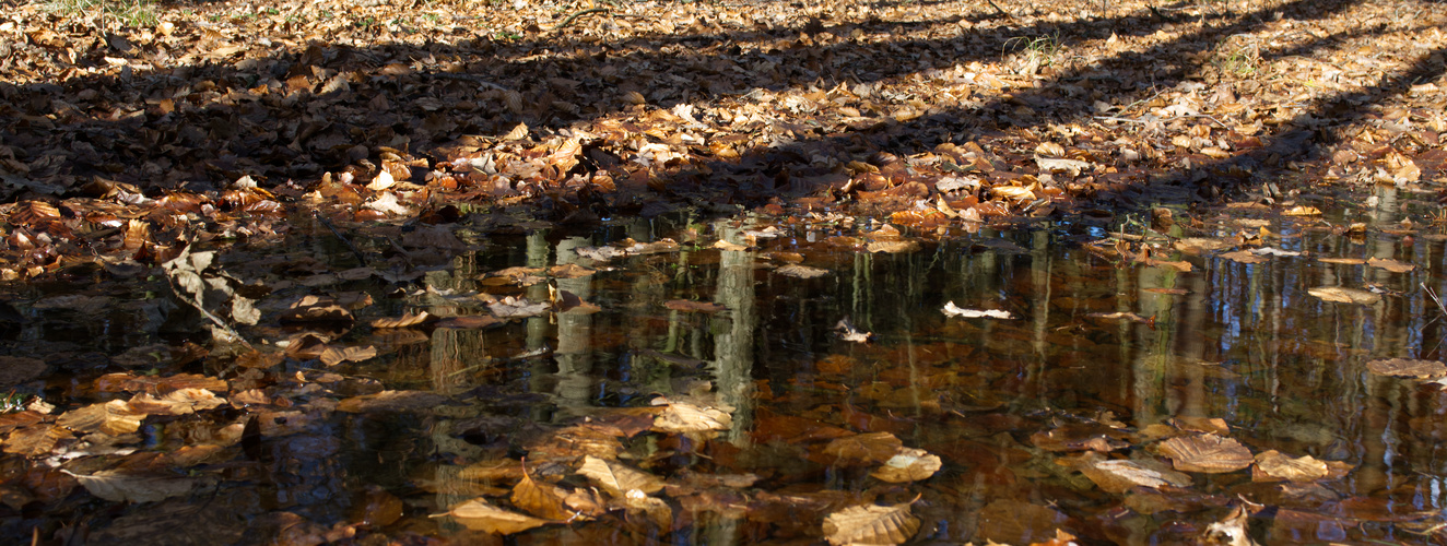 Licht und Schatten im Wald