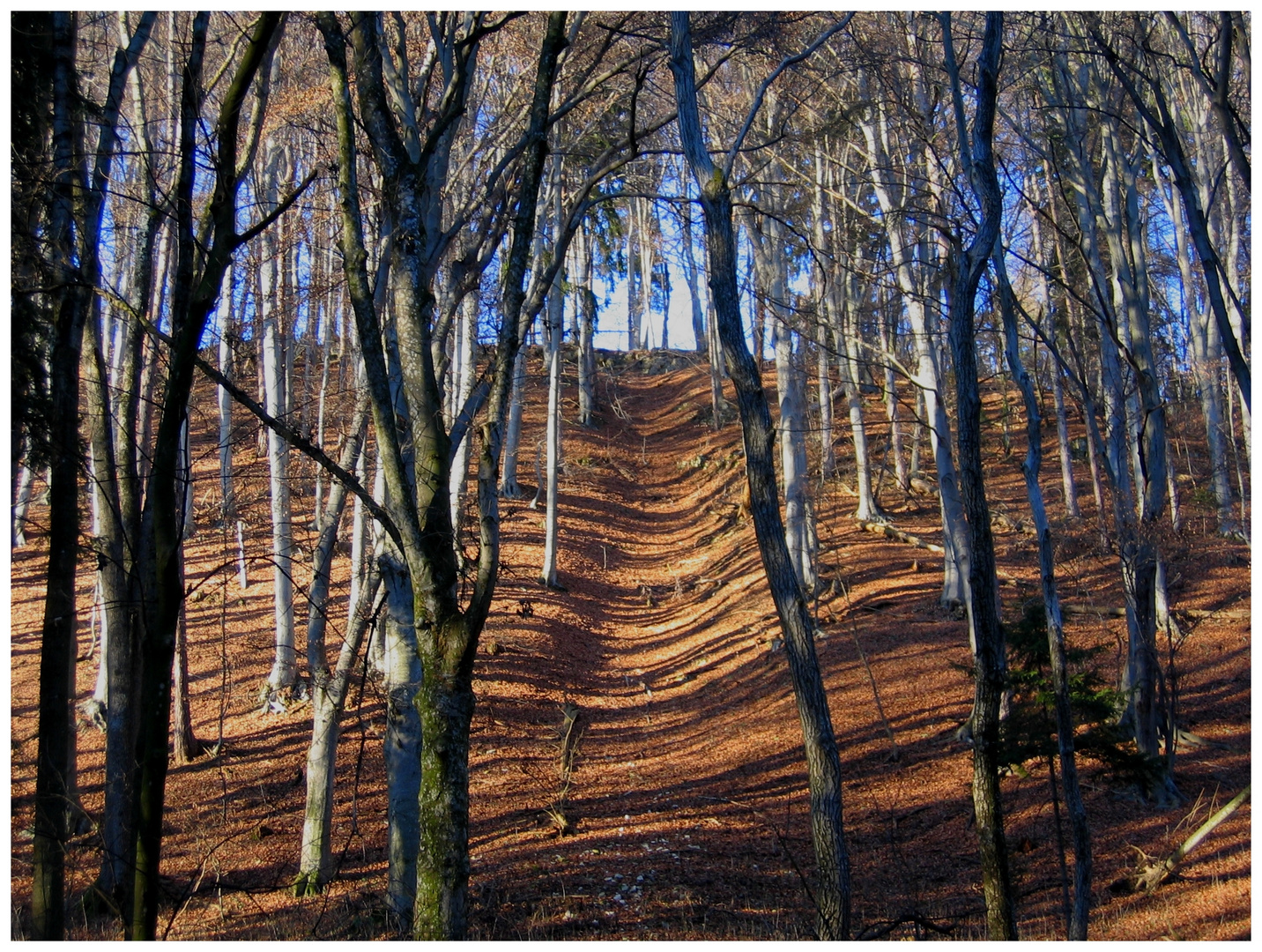 Licht und Schatten im winterlichen Buchenwald