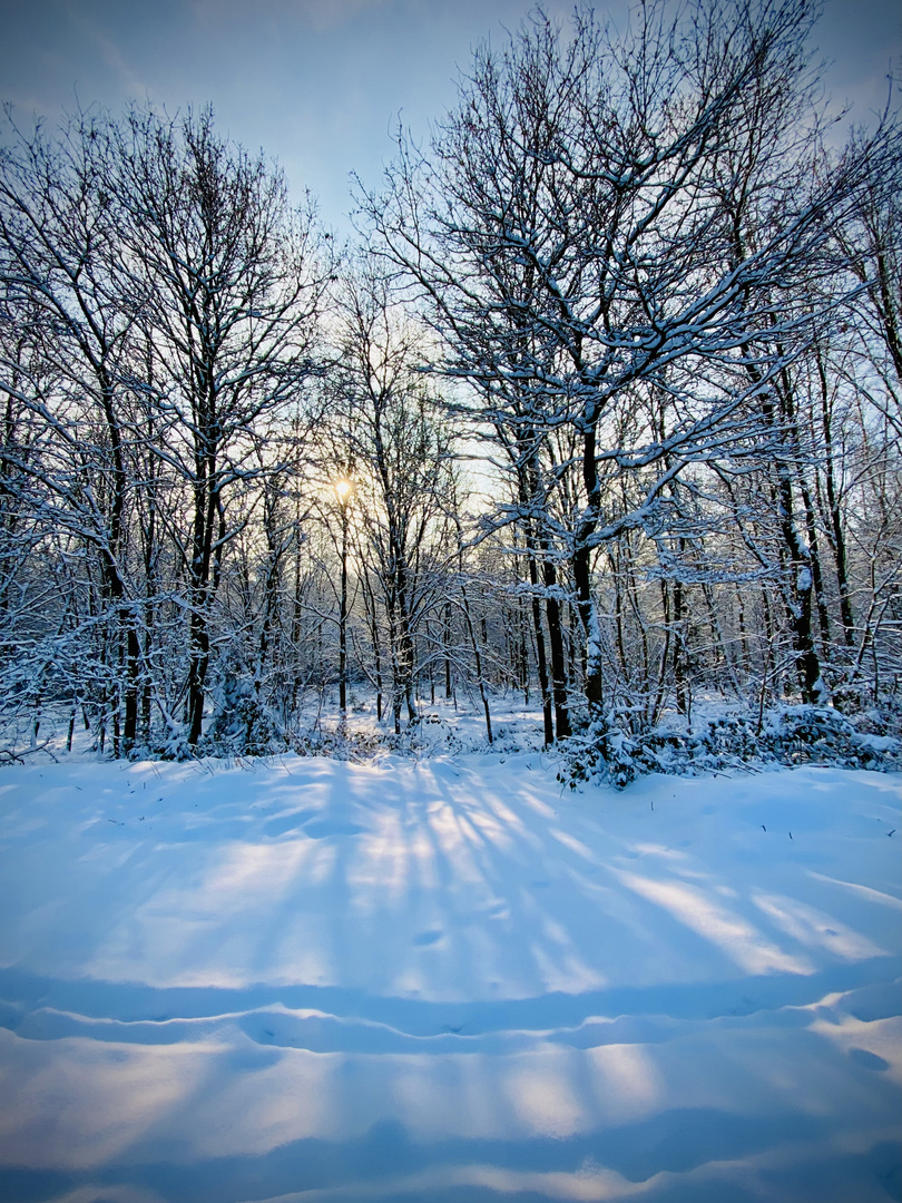 Licht und Schatten im Winterwald 