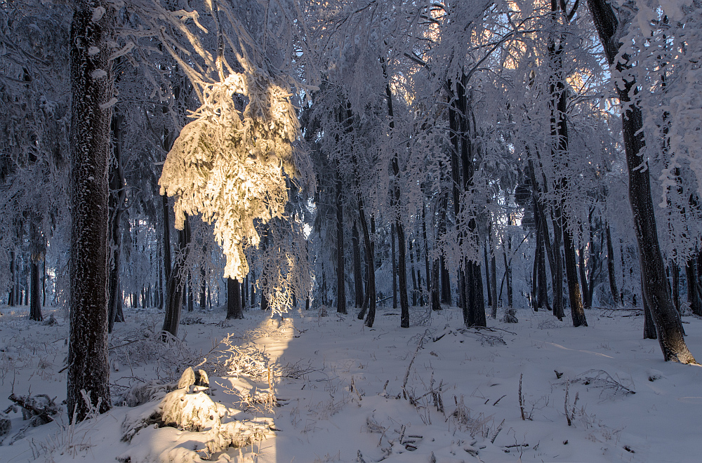 Licht und Schatten im Winterwald