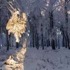 Licht und Schatten im Winterwald