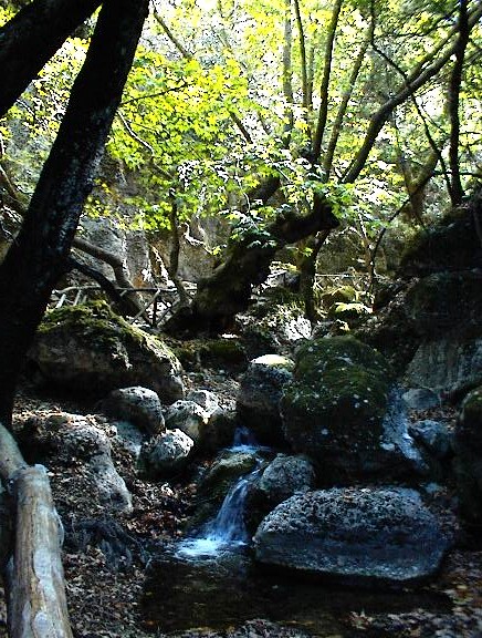 Licht und Schatten im Zauberwald