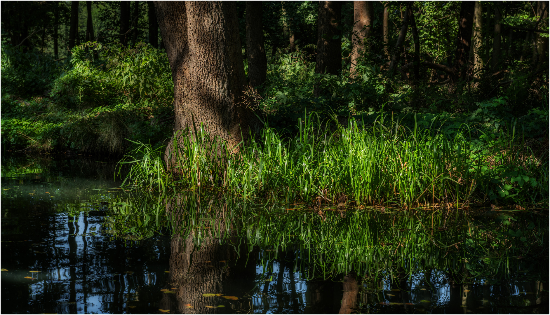 Licht und Schatten im Zauberwald