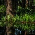 Licht und Schatten im Zauberwald