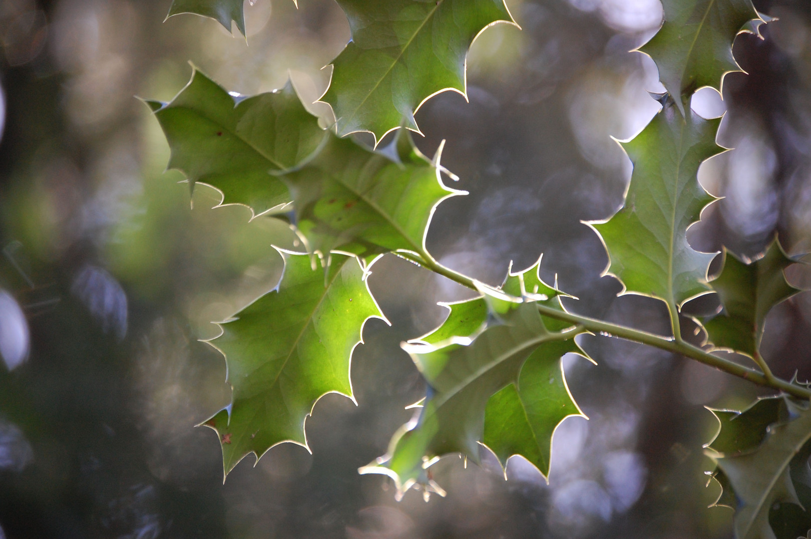 Licht und Schatten in den Blättern