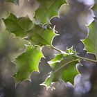 Licht und Schatten in den Blättern