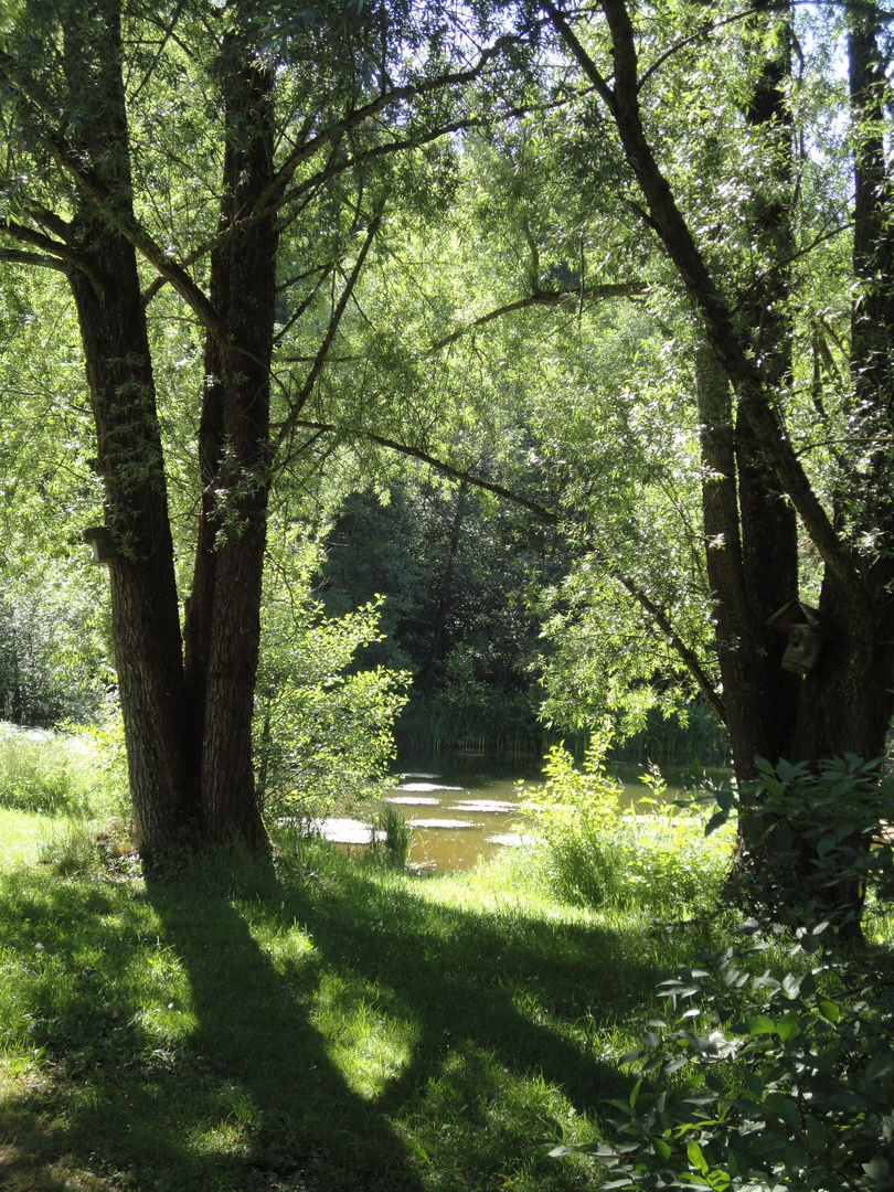 Licht und Schatten in den Heimbachauen