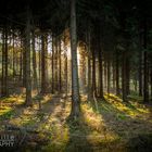 Licht und Schatten in den heimischen Wäldern