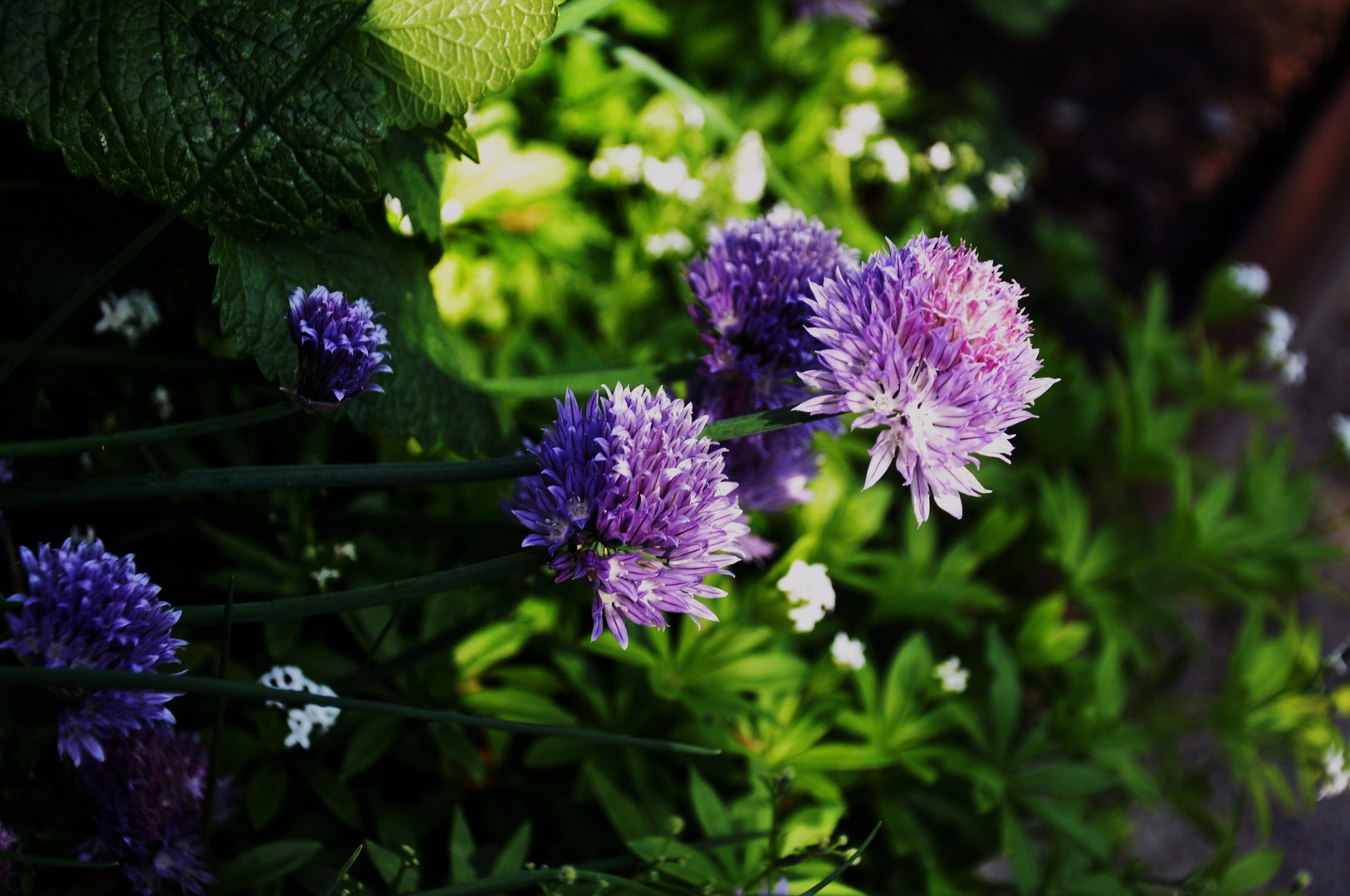 Licht und Schatten in der Natur