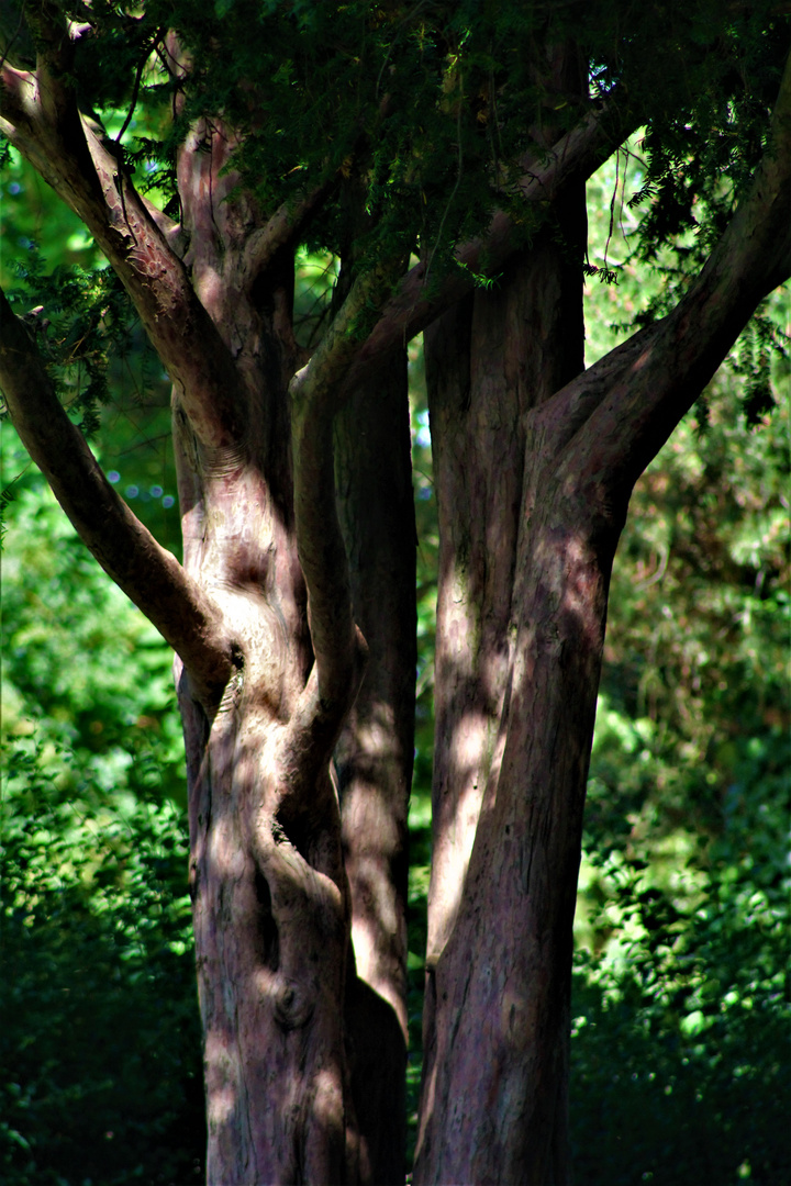 Licht und Schatten in der Natur