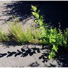 Licht und Schatten in der Pflanzenwelt
