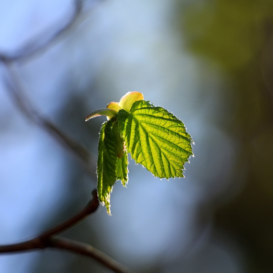 Licht und Schatten in dieser Zeit....